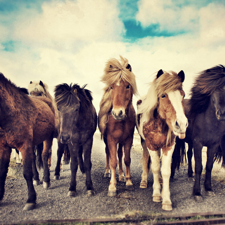 paarden